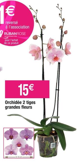 Cora x Carrefour Orchidée 2 tiges grandes fleurs offre