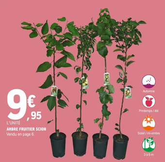 E.Leclerc Jardi ARBRE FRUITIER SCION offre
