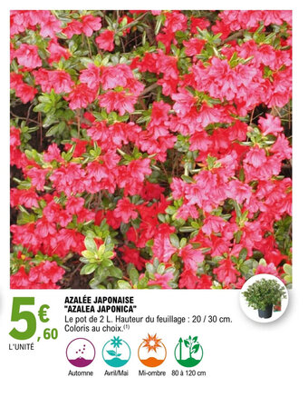 E.Leclerc Jardi AZALÉE JAPONAISE "AZALEA JAPONICA" offre