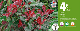 E.Leclerc Jardi PHOTINIA offre