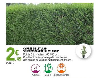 E.Leclerc Jardi CYPRÈS DE LEYLAND "CUPRESSOCYPARIS LEYLANDII" offre