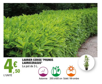 E.Leclerc Jardi LAURIER CERISE "PRUNUS LAUROCERASUS" offre