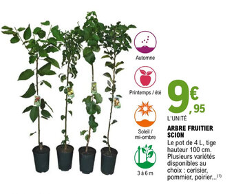 E.Leclerc Jardi ARBRE FRUITIER SCION offre