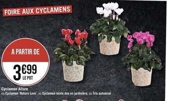 Cyclamen Allure