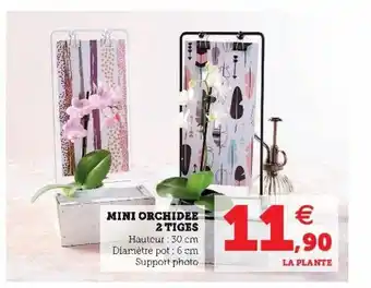 Super U Mini orchidee 2 tiges offre