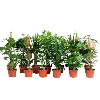 Auchan Grand choix de plantes vertes offre