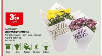 Gardenline chrysanthème