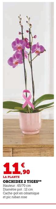 Super U Orchidee 2 tiges offre