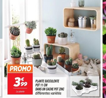 Netto PLANTE SUCCULENTE POT 11 CM offre