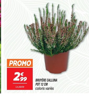 BRUYÈRE CALLUNA