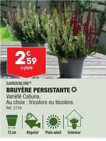 ALDI BRUYÈRE PERSISTANTE Variété Calluna. offre