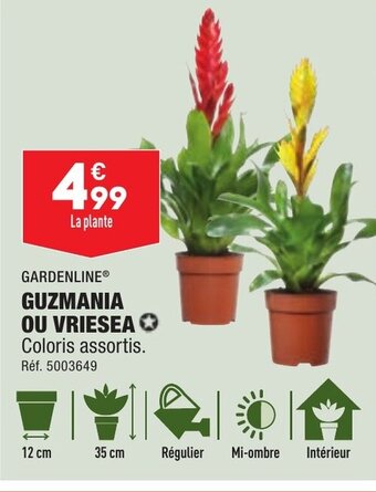 ALDI GUZMANIA OU VRIESEA offre