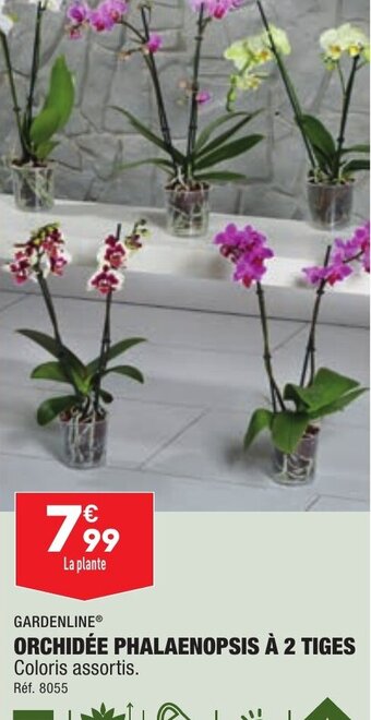 ALDI ORCHIDÉE PHALAENOPSIS À 2 TIGES offre