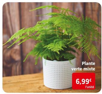 Colruyt Plante verte mixte offre