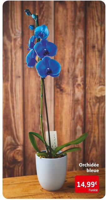Orchidée bleue
