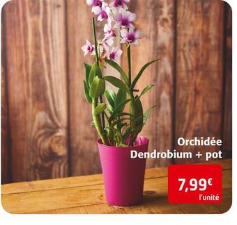 Colruyt Orchidée dendrobium + pot offre