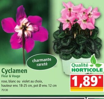 Norma Cyclamen offre