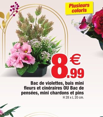 Bazarland Bac de violettes, buis mini fleurs et cinéraires OU Bac de pensées, mini chardons et pins offre