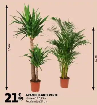 Auchan GRANDE PLANTE VERTE offre