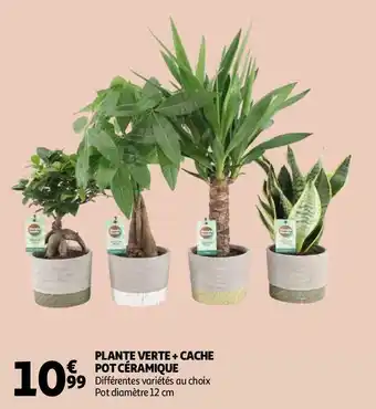 Auchan PLANTE VERTE + CACHE POT CÉRAMIQUE offre