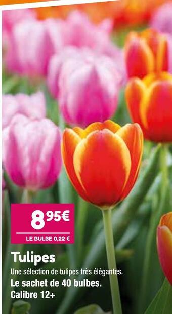 Point Vert Tulipes offre