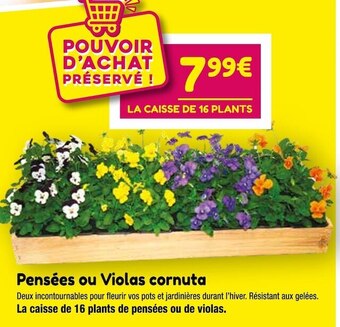 Point Vert Pensées ou violas cornuta offre