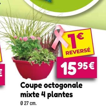Point Vert Coupe octogonale mixte 4 plantes offre
