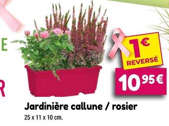 Point Vert Jardinière callune / rosier offre