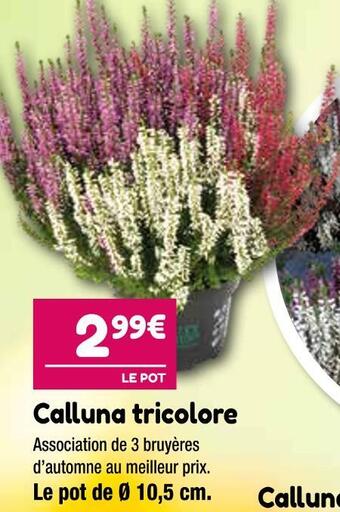 Calluna tricolore