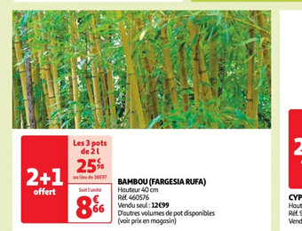 Auchan BAMBOU (FARGESIA RUFA offre