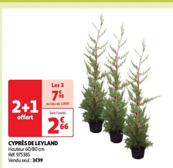 CYPRÈS DE LEYLAND