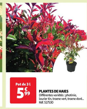 Auchan PLANTES DE HAIES offre