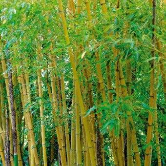 Auchan Bambou (fargesia rufa) offre