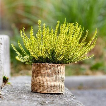 Carrefour Market Bruyère calluna (1) offre