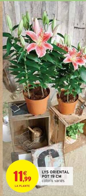 Intermarché Lys oriental pot 19 cm offre