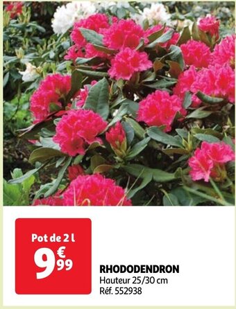 Auchan RHODODENDRON offre