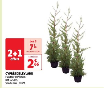 Auchan CYPRÈS DE LEYLAND offre