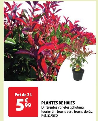 Auchan PLANTES DE HAIES offre