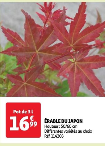 ÉRABLE DU JAPON
