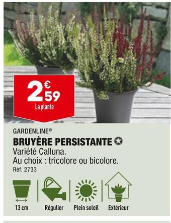 ALDI Gardenline bruyère persistante offre