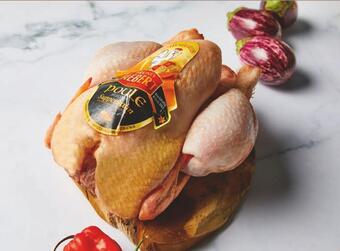 Brunot siebert poule