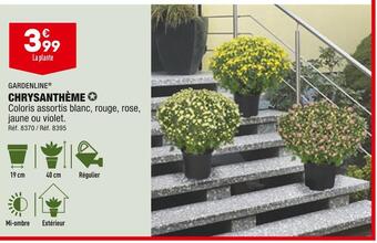 ALDI Gardenline chrysanthème offre