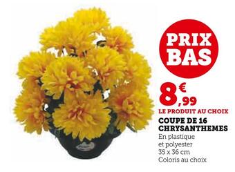 Coupe de 16 chrysanthemes
