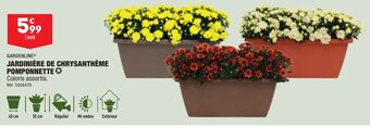 ALDI JARDINIÈRE DE CHRYSANTHÈME POMPONNETTE offre