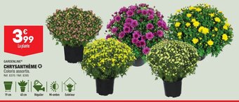 ALDI CHRYSANTHÈME offre