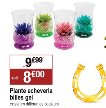Cora x Carrefour Plante echeveria billes gel offre