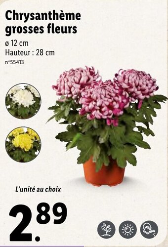 Chrysanthème grosses fleurs