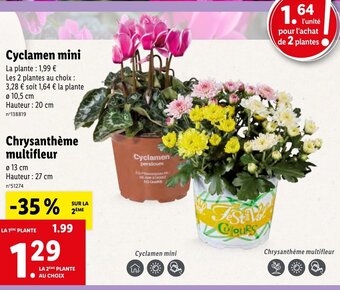 Lidl Cyclamen mini offre
