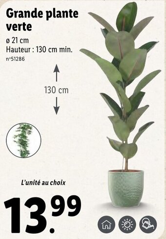 Lidl Grande plante verte offre