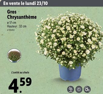 Lidl Gros Chrysanthème offre